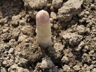 fischer spargel auf dem feld
