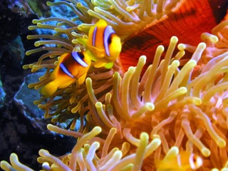 Abwaschbare Fototapete poissons clown © foxytoul