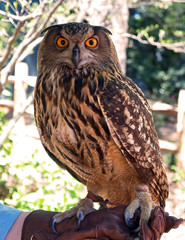 owl - a close-up view