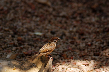sparrow eating rice