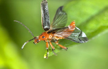 soldier beetle