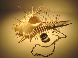 shell