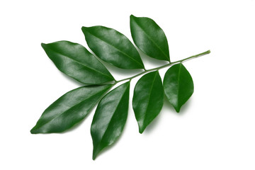 green leaves