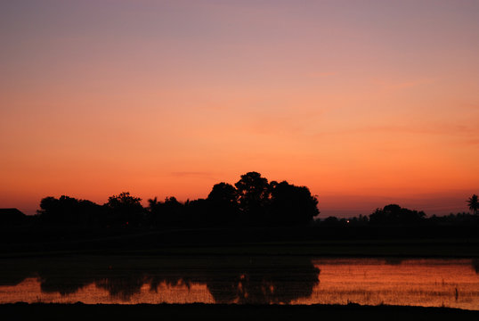 Fototapeta sunrise and paddy field