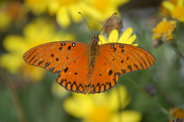 Tropische Schönheit