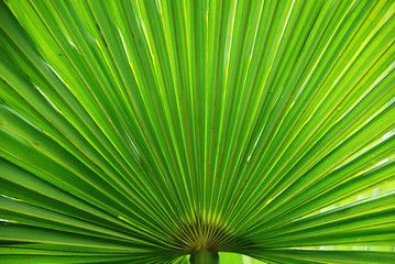 Naklejka premium peacock palm