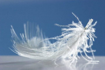 fluffy white feather on blue background