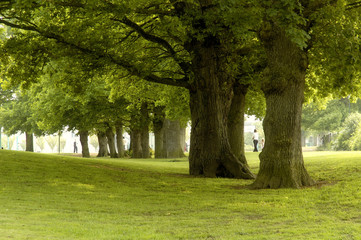 sous les arbres