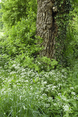 au bord du chemin