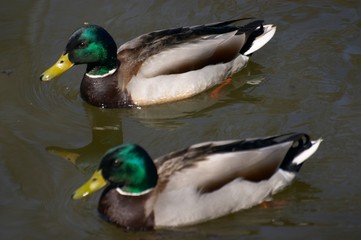 ducks