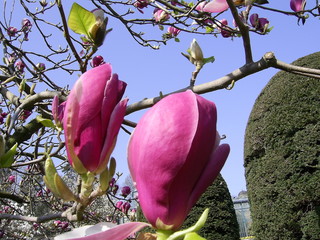 tulpenbaum