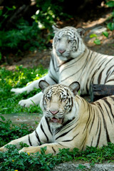 Fototapeta na wymiar Dwa tygrysy