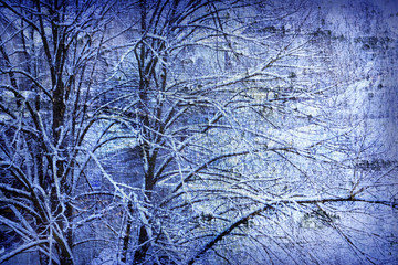 Obraz premium blue tree background