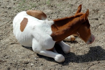 baby horse
