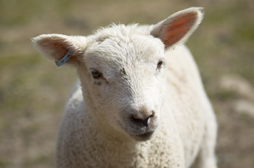 Naklejka na ściany i meble mum and lambs