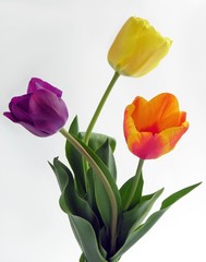 Fototapeta premium three tulips