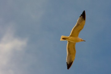 seagull in the sky