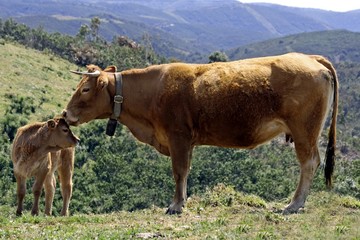 cow with calf © Nataraj