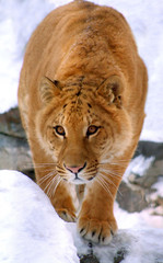 liger