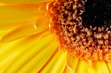 Fototapeta premium extreme closup of yellow sunflower