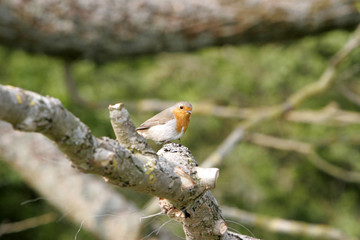 robin redbreast