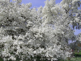 magnolienbl&uuml;te
