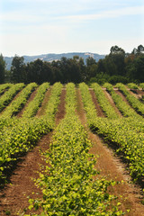 wine vineyard