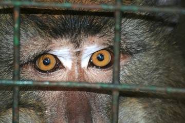 monkey eyes