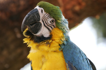 perroquet
