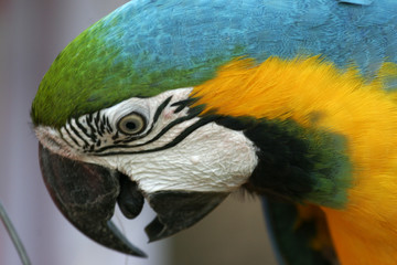 portrait de perroquet