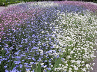 blaues bl&uuml;tenmeer