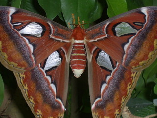schmetterling