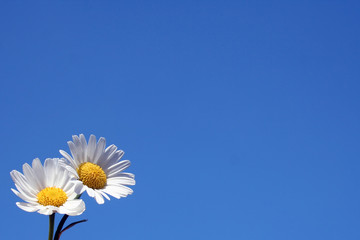 two daisies