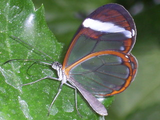 schmetterling