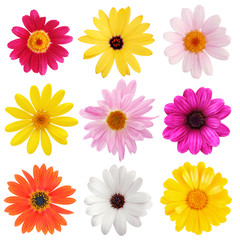 Obraz premium daisy collection