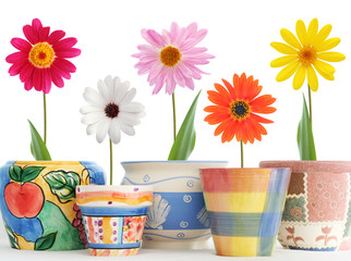 daisies in pots - 3064624