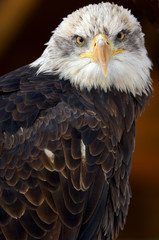 american bald eagle