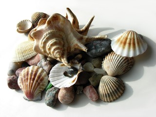 various shells