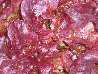 roter eichblattsalat