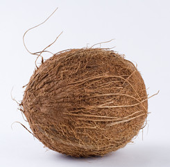 coconut in detail