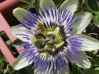 passionsblume