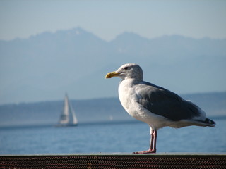 seagull and sail