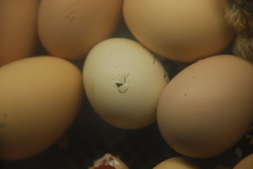 chick coming out of an egg