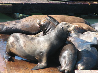 Fototapeta premium sealions gang