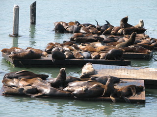 Fototapeta premium marine life - seals and gulls
