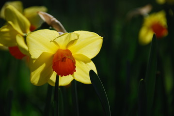 Obraz premium beautiful daffodil