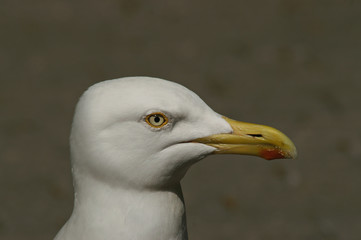 sea gull