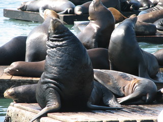 Fototapeta premium sea-lions herd