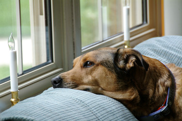 family dog on  the couch looking out window