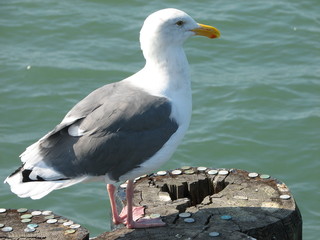 Obraz premium seagull and coins